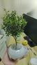 小葉赤楠盆景植物辦公花卉基地直銷(xiāo)批發(fā)綠植盆栽室內擺件花卉綠植 赤楠+冰裂紋盆+苔蘚+底座 曬單實(shí)拍圖