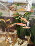 招財觀賞魚蝶翼長尾斑馬魚活體小魚耐活熱帶魚好養(yǎng)冷水魚淡水活魚 七彩斑馬1-3cm隨機10條送2條防損 曬單實拍圖
