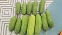 山東旱黃瓜新鮮現摘農家小黃瓜生吃蘸醬應季水果生鮮單果≥90g 新鮮采摘 4斤 凈重 曬單實(shí)拍圖