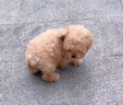 純種泰迪犬馬爾泰幼崽寵物狗狗茶杯犬黃白色香檳泰迪小型 血統級 母 曬單實(shí)拍圖