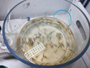 春瑞黑殼蝦水族箱水草缸清潔除藻工具淡水觀賞蝦大和藻蝦寵物活體飼料 黑殼100+50抵損耗 曬單實(shí)拍圖