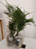 文竹盆栽室內客廳植物花卉辦公室綠植桌面凈化空氣創(chuàng  )意小盆景原盆 精選小文竹【15-22cm高】2盆+育苗盤(pán) 曬單實(shí)拍圖