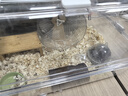 維特.魔輪田園倉鼠糧花枝鼠沙鼠金絲熊通用糧食進(jìn)口天然 田園鼠糧850g(各種鼠通吃) 曬單實(shí)拍圖