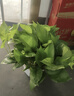 雙盟綠蘿盆栽除甲醛花卉綠植辦公室新房凈化空氣180加侖4盆裝源頭直發(fā) 曬單實(shí)拍圖