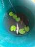 純種錦鯉精品冷水魚大型昭和招財錦鯉魚池養(yǎng)殖庭院觀賞魚錦鯉 （雙喜臨門）20-23cm2條 精選發(fā) 曬單實拍圖