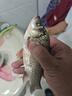 釣魚王地獄貓昆蟲蛋白魚餌秋冬腥香黑水虻幼蟲餌料鯽鯉通用餌 腥3包裝 曬單實拍圖