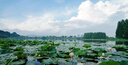 農夫山泉 東方樹(shù)葉青柑普洱茶500ml*15瓶無(wú)糖茶飲料0糖0脂0卡整箱解渴飲品 曬單實(shí)拍圖