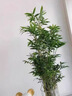 水培米竹室內盆栽植物水養觀(guān)音竹富貴竹南天竹客廳竹子花卉綠植 精品米竹30顆【50-60厘米】 曬單實(shí)拍圖