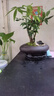 臨雅五福發(fā)財樹(shù)盆栽辦公室內書(shū)房桌面招財樹(shù)綠植物中式禪意盆景擺件 鵝蛋盆五福發(fā)財樹(shù)+密胺托 曬單實(shí)拍圖
