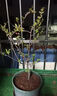 海棠花盆栽樹(shù)苗盆景重瓣老樁庭院綠植物室內花卉四季開(kāi)花好養 海棠【精品】隨機發(fā)貨 曬單實(shí)拍圖
