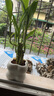 特價(jià)富貴荷花竹盆栽植物室內凈化空氣綠植辦公室桌面四季好養盆栽 荷花竹+小云朵盆【1盆】 盆口直徑約8cm 曬單實(shí)拍圖