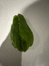 云南佛手瓜新鮮現摘佛手瓜農家佛手瓜有刺洋瓜蔬菜洋絲瓜福壽瓜 新鮮佛手瓜 3斤 帶箱 曬單實(shí)拍圖