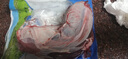 大莊園 進(jìn)口草飼原切牛腱子凈重2斤 生鮮牛肉 醬鹵燉煮食材【真原切】 曬單實(shí)拍圖