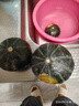 京喜加新鮮貝貝南瓜生鮮新鮮蔬菜減肥減脂早餐沙拉必備 【嘗鮮裝】 300g 曬單實(shí)拍圖