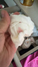 貝比嬰兒襪子純棉夏季薄款女寶寶兒童透氣棉襪網(wǎng)眼花邊襪短襪1-2歲 曬單實(shí)拍圖