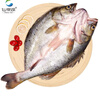 仙泉湖三去白蕉海鱸魚1斤/條凈膛冷凍刺少肉厚珠海特產(chǎn)500g生鮮食材 曬單實(shí)拍圖