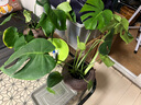 植男植女客廳龜背竹大型真綠植盆栽?xún)艋諝夂迷⒁馑募境Ｇ噢k公室源頭直發(fā) 曬單實(shí)拍圖