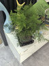 佰花錦文竹桌面盆栽新中式綠植辦公室客廳盆景茶臺(tái)臥室好養(yǎng)綠植花卉植物 【送方底座】文竹+pvc舍得盆+黑沙石鋪面 20-30cm 曬單實(shí)拍圖