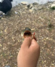 SHIMANO禧瑪諾25款磯釣竿竿釣魚(yú)竿投路亞竿碳素竿漁竿泛用超遠投海竿 5.0m 25款 BASIS BG 4-500 曬單實(shí)拍圖