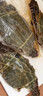 舟山梭子蟹鮮活特大野生大螃蟹新鮮冷凍海鮮水產(chǎn)海蟹飛蟹白蟹 特大肉蟹 【凈重8兩以上/只】 5斤 曬單實拍圖