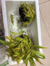 瘋狂水草（FKSC）魚(yú)缸水草真水草凈化底部水草坨草水榕皇冠草趴地矮珍珠直接入缸 趴地矮珍珠坨草【帶水草泥】 曬單實(shí)拍圖
