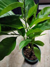 白蘭花盆栽玉蘭花樹(shù)苗帶花苞黃蘭室內庭院濃香型花卉植物 精品白蘭 四年苗 曬單實(shí)拍圖