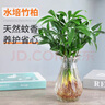 水培驅蚊竹柏植物室內水培綠植花卉盆栽辦公室桌面四季常青好養活 精選驅蚊竹柏20棵 曬單實(shí)拍圖