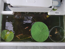 碗蓮種子水培花卉植物四季開(kāi)花盆栽室內水生水養易活睡蓮荷花種子 成活100%【10-13大粒開(kāi)口混色】 曬單實(shí)拍圖
