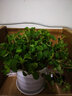 家中有果金邊吊蘭青葉盆栽吊蘭 室內苗木室內盆栽花卉 植物花卉盆栽 吊竹梅 一整盆 含盆 曬單實(shí)拍圖