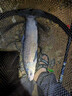 川澤一體成型夜光漂咬鉤變色高靈敏鯽魚(yú)漂醒目浮漂鰱鳙大物電子夜釣漂 升級款PL5-3(主攻鯽鯉)吃鉛2.5g 咬鉤變色款 曬單實(shí)拍圖