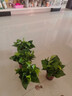 綠有意綠蘿盆栽室內植物花卉綠植水培長(cháng)藤垂吊大葉綠籮新房家用吸除甲醛 120原盆吸水盆綠蘿4盆+4肥 帶盆帶土發(fā)貨 曬單實(shí)拍圖