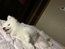 紐頓 T28中小型犬全價(jià)狗糧泰迪博美 鮭魚(yú)&鱒魚(yú)配方12斤 6kg 美國進(jìn)口 曬單實(shí)拍圖