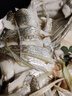 鮮京采三去海鱸魚(yú)3斤/3條 生鮮魚(yú)類 白蕉鱸魚(yú)地標(biāo) 無(wú)冰凈重3斤 源頭直發(fā) 曬單實(shí)拍圖