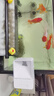 魚缸自動喂食器小型魚缸自動喂魚器智能定時魚食投喂器魚缸投料機 【白色加大倉】 4檔可調(diào)(約150g) 曬單實拍圖