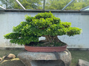 韋斯特活性炭空調濾清器MK2020(適配藍鳥(niǎo)1.6L/騏達1.6L/新軒逸1.6L) 曬單實(shí)拍圖