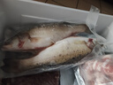 鮮喜愛(ài) 冷凍有機鳙魚(yú)腩1斤 千島湖花鰱 魚(yú)腹  生鮮魚(yú)類(lèi) 海鮮水產(chǎn)  曬單實(shí)拍圖