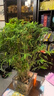 水培米竹室內(nèi)盆栽植物水養(yǎng)觀音竹富貴竹南天竹客廳竹子花卉綠植 精品米竹10顆【30-40厘米】 曬單實(shí)拍圖