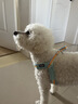 柒哦狗狗牽引繩胸背帶背心式中小型犬伸縮遛狗繩泰迪柴犬專(zhuān)用狗鏈項圈 彩虹單胸背-天空藍 S碼建議6-12斤 曬單實(shí)拍圖