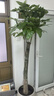 發(fā)財樹(shù)大型綠植室內客廳花卉大盆栽落地辦公室擺件陽(yáng)臺放輕松植物 【獨桿】1.7-1.8m 原盆 曬單實(shí)拍圖