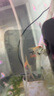 神仙魚(yú)燕魚(yú)小型熱帶魚(yú)活體秘魯熊貓神仙紅頭三色白神仙七彩神仙魚(yú) 3-4cm熊貓神仙5條 曬單實(shí)拍圖