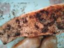 鮮京采 智利大西洋鮭魚(yú)三文魚(yú)段 凈重2斤 生鮮魚(yú)類(lèi)  曬單實(shí)拍圖