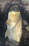 金龍魚(yú)餌鰱連發(fā)600克鰱鳙餌料浮釣大頭魚(yú)花鰱手竿專(zhuān)用白鰱餌料 鰱連發(fā)600g*2包 曬單實(shí)拍圖