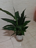 雙盟白掌綠植盆栽水培植物辦公室耐陰綠植桌面凈化空氣早安盆源頭直發(fā) 曬單實(shí)拍圖
