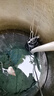 三滴水切割式污水泵家用沼氣化糞池抽糞養殖場(chǎng)排污泵泥漿泵帶鉸刀潛水泵 1100瓦2寸切割式污水泵 曬單實(shí)拍圖