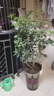 愛(ài)優(yōu)尚桂花樹(shù)苗四季桂盆栽可食用開(kāi)花香室內外陽(yáng)臺客廳源頭直發(fā) 曬單實(shí)拍圖