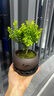 八芽 小葉赤楠盆景擺件室內(nèi)綠植花卉盆栽老樁客廳辦公室桌面好養(yǎng)植物 （【熱銷款】舍得紫砂盆赤楠+苔蘚+底座） 曬單實(shí)拍圖