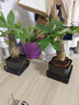 【帶盆高度約15-23cm】特價發(fā)財樹盆栽室內植物辦公室吸甲醛好養(yǎng) 單桿發(fā)財樹+塑料四方舍得盆+小方底座 花盆直徑約8cm 曬單實拍圖