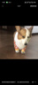 寵星記 狗狗護肘衣 大型犬 防灰關(guān)節保護套衣服 金毛邊牧拉布拉多哈士奇 黃色足球3XL 曬單實(shí)拍圖