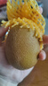 佳沛（zespri）新西蘭陽(yáng)光金奇異果 8個(gè)裝 特大果單果重約122-146g 水果獼猴桃 曬單實(shí)拍圖