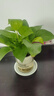 特價(jià)綠蘿盆栽室內客廳辦公室吸甲醛凈化空氣水培植物綠植花卉好養 【1盆】綠蘿+早安吸水盆 整體含盆高度20-25cm 曬單實(shí)拍圖